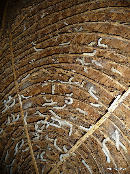 चित्र:Silk-Manufacturing-Process.jpg
