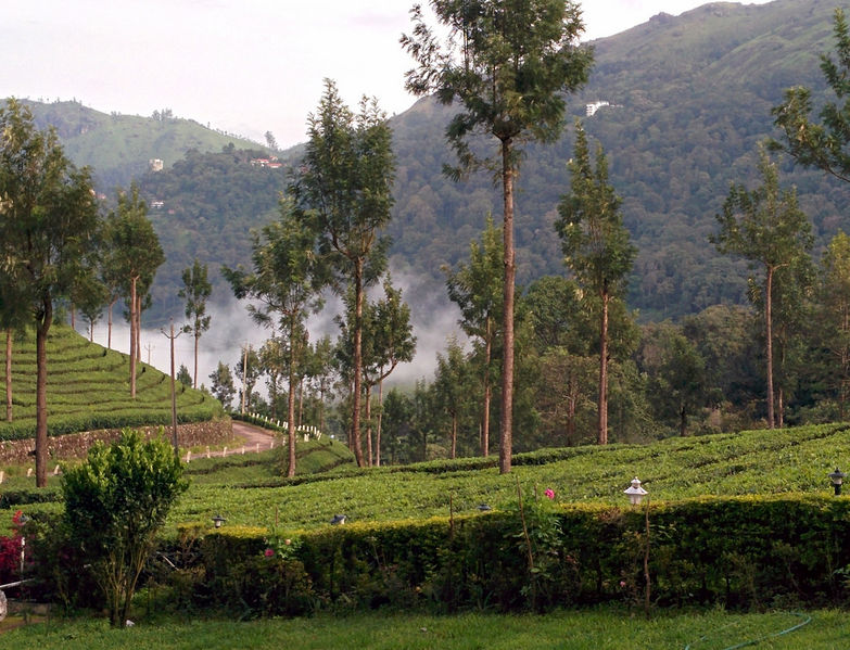 चित्र:Munnar-9.jpg