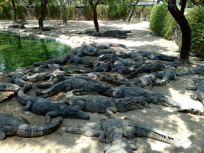 चित्र:Crocodile-Bank-Chennai.jpg