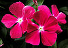 Catharanthus-Flower-2.jpg