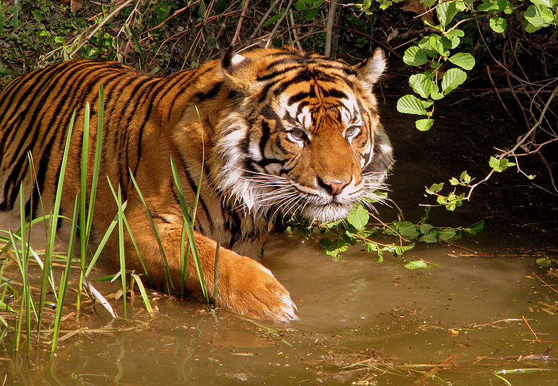 चित्र:Tiger-01.jpg