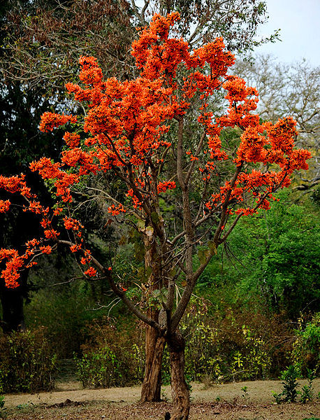 चित्र:Palash-Tree.jpg