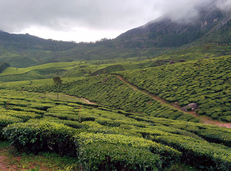 चित्र:Munnar-5.jpg