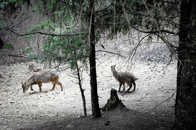 चित्र:Himalayan-Nature-Park-Kufri.jpg