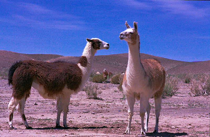 चित्र:Lama-Glama-1.jpg
