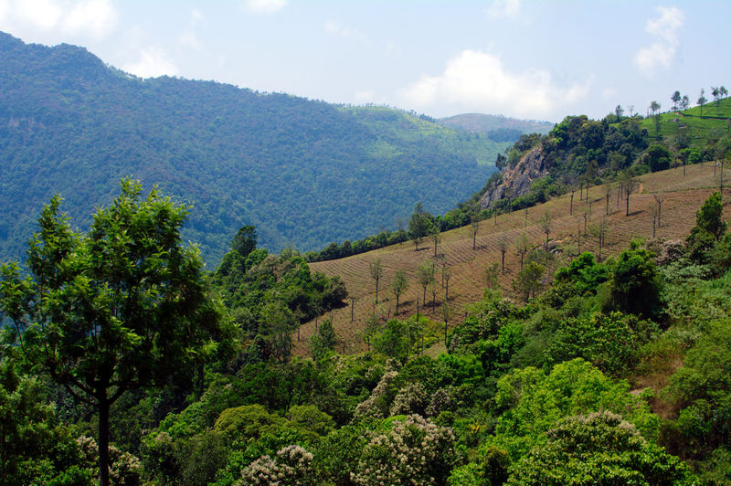 चित्र:Coonoor-8.jpg