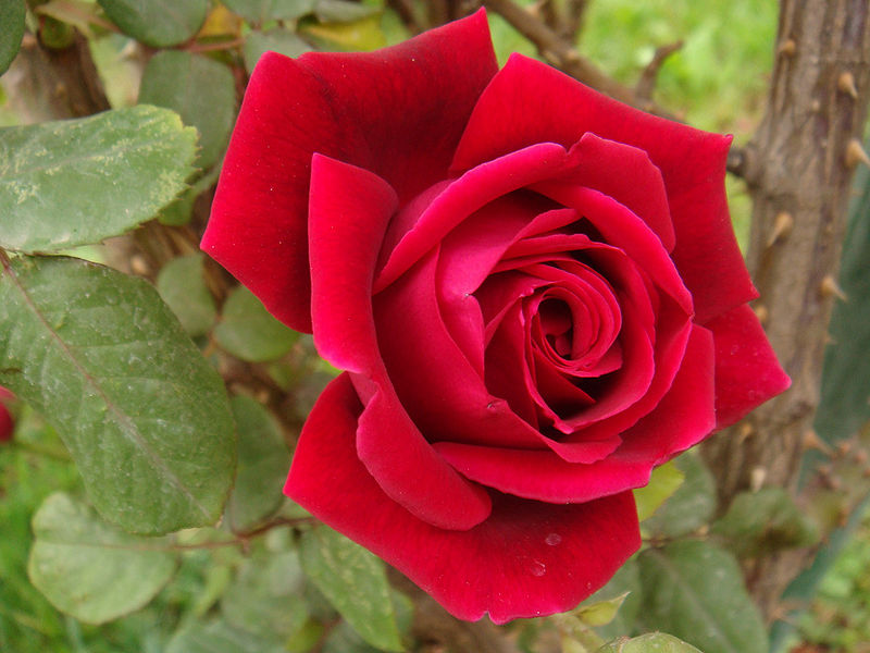 चित्र:Red-Rose.jpg