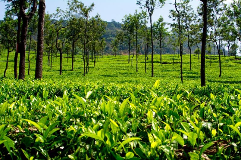 चित्र:Coonoor-5.jpg