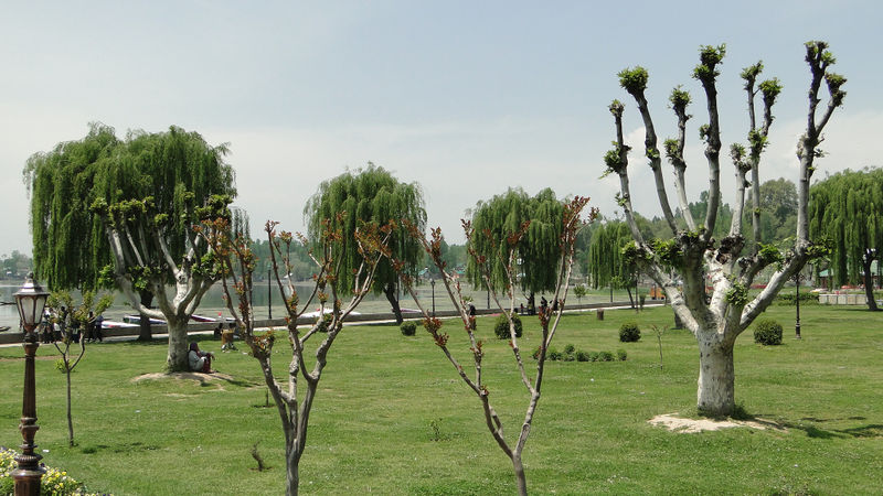 चित्र:Manasbal-Garden.jpg