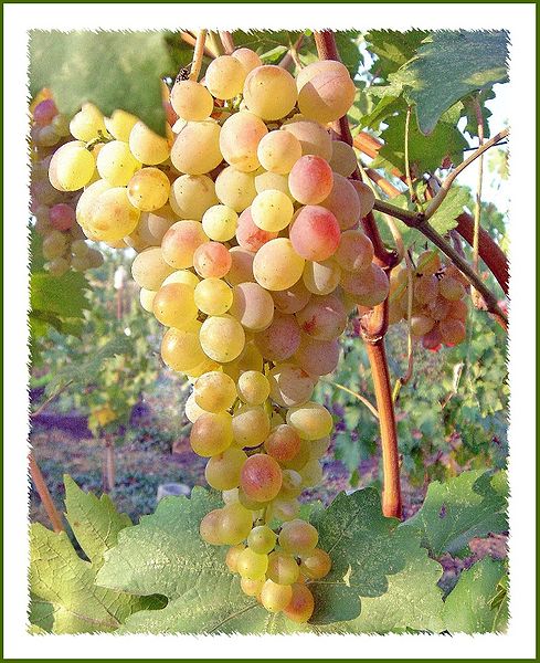 चित्र:Grapes.jpg