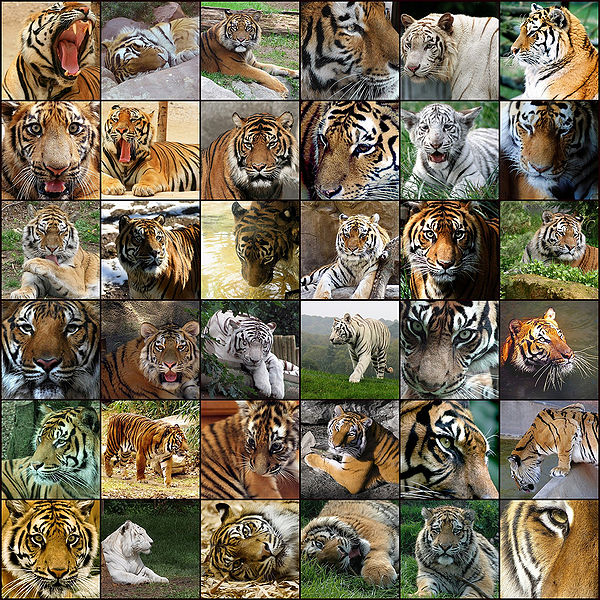 चित्र:Tiger-Colag.jpg