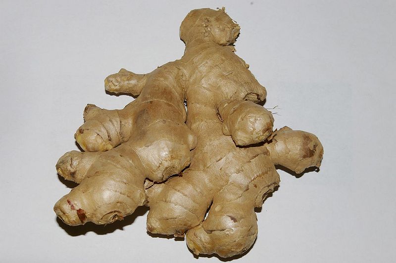 चित्र:Ginger-1.jpg