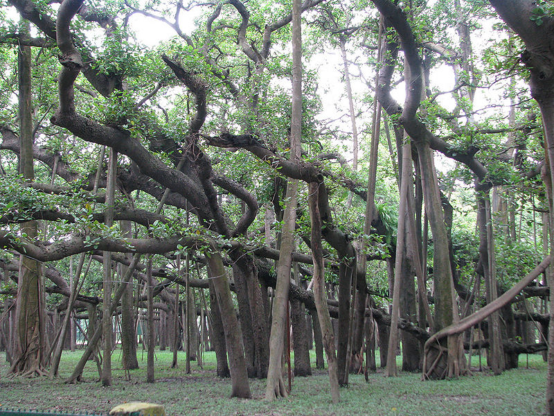 चित्र:Banyan-Tree-Kolkata.jpg