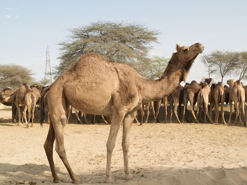 चित्र:Indian-Camel.jpg
