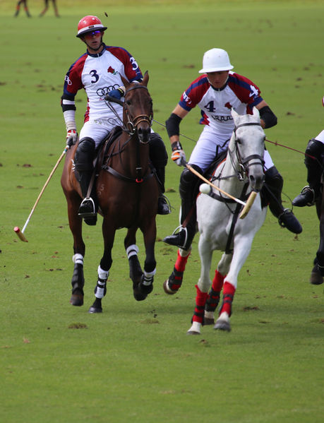 चित्र:Polo.jpg