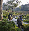 Elephant-Ride-At-Jaldapara-Wildlife-Sanctuary.jpg