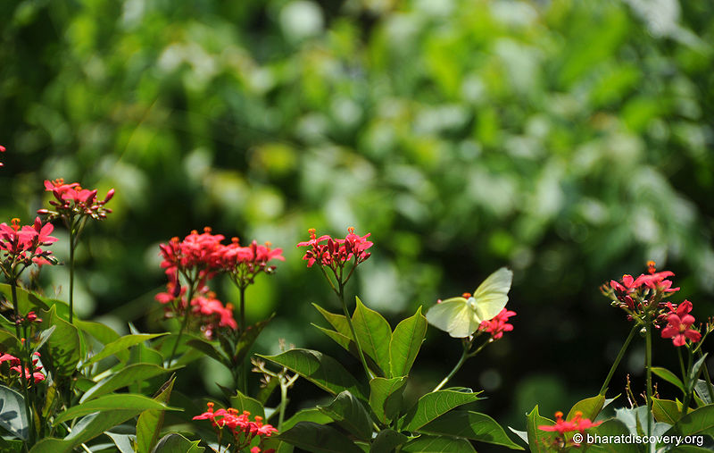 चित्र:Butterfly-3.jpg