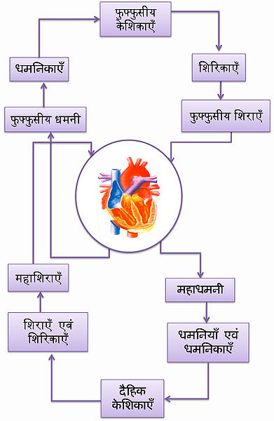 चित्र:Circulatory-System-2.jpg