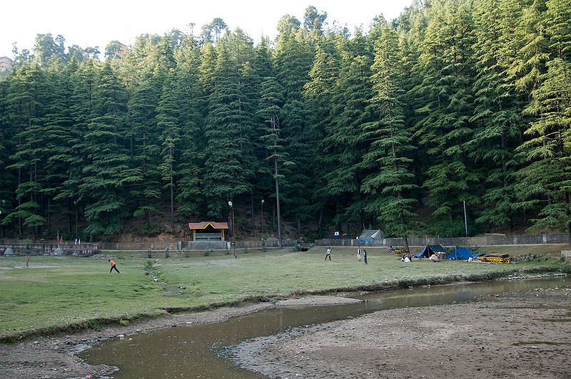 चित्र:Deodar.jpg