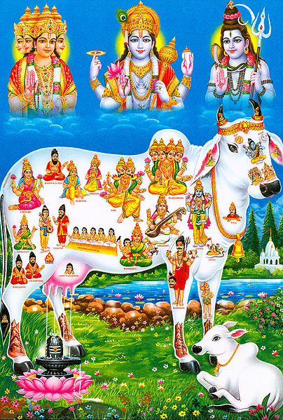 चित्र:Cows-mathura2.jpg