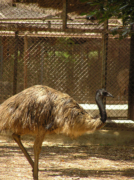 चित्र:Emu-Jeejamata-Udyan.jpg