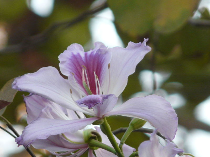 चित्र:Phanera-variegata.jpg