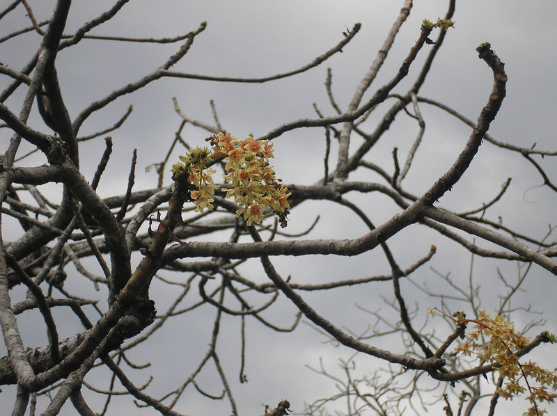 चित्र:Agasthyakoodam-4.jpg