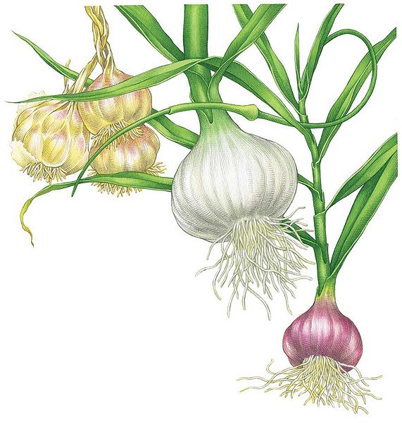 चित्र:Grow garlic.jpg