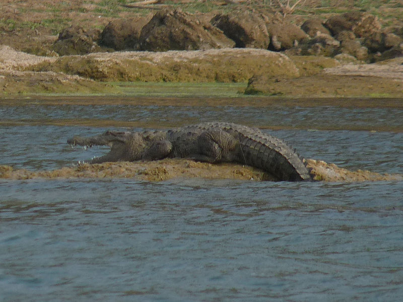 चित्र:Chambal-River-6.jpg