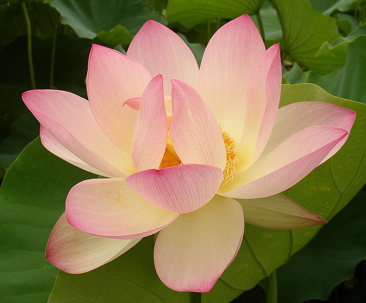चित्र:Lotus-Blossom.jpg