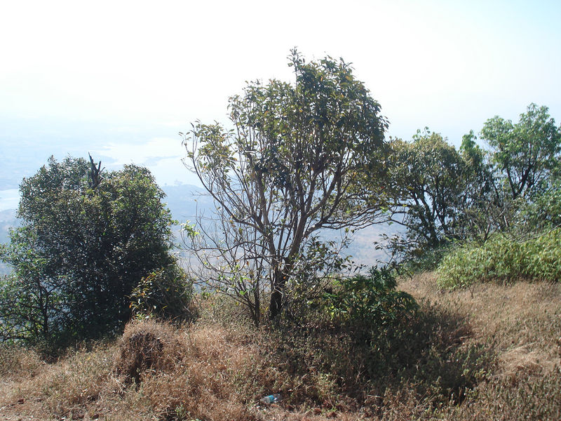 चित्र:Matheran-9.jpg