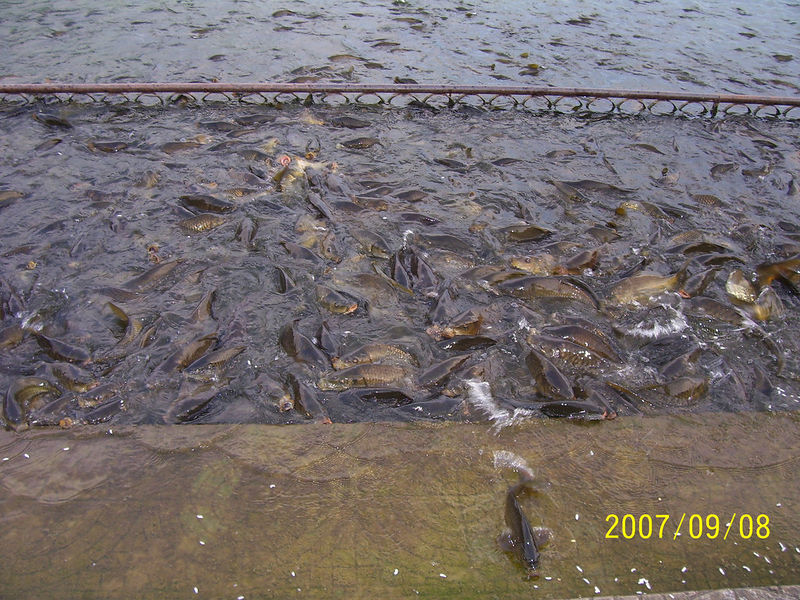 चित्र:Rewalsar-Lake-3.jpg