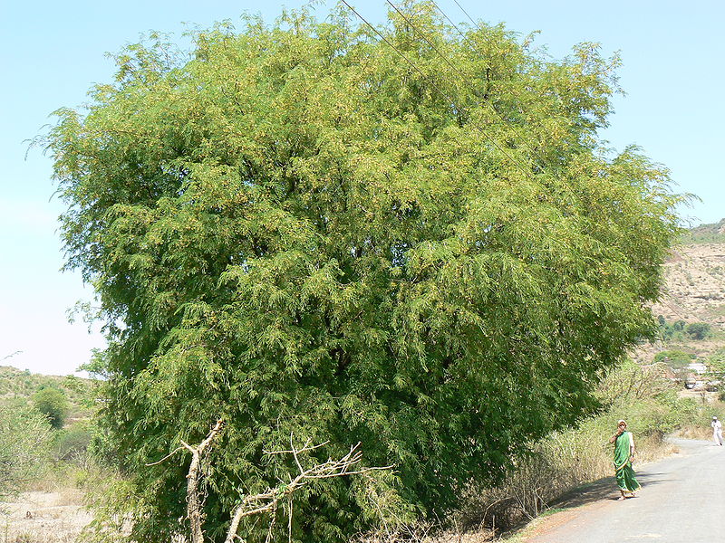 चित्र:Tamarind-tree-2.jpg