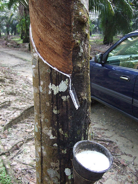 चित्र:Rubber-Tree-2.jpg