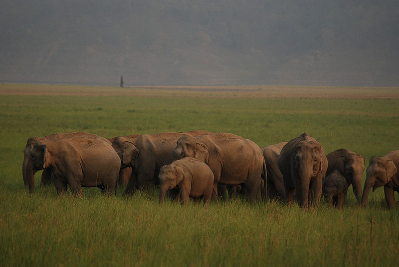 चित्र:Elephants-Jim-Corbett-National-Park.jpg