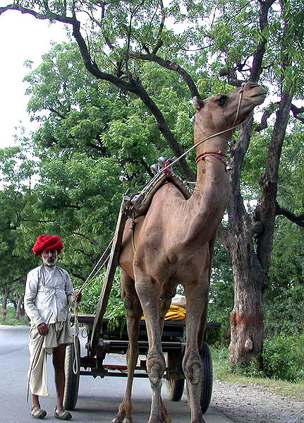 चित्र:Camel-Cart-Mount-Abu.jpg