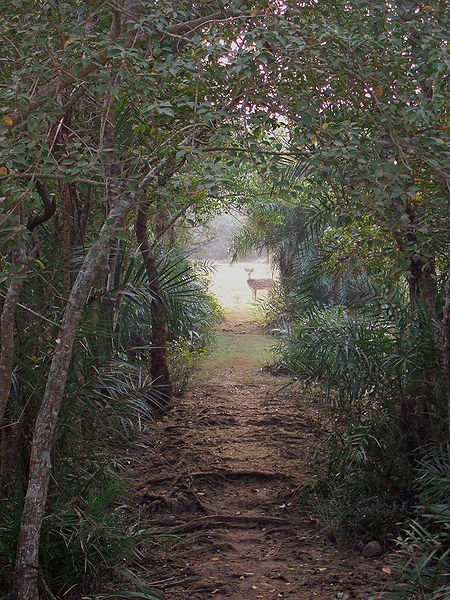 चित्र:Bhitarkanika-National-Park-1.jpg