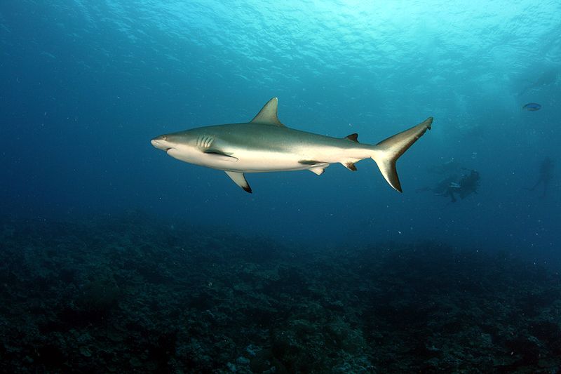 चित्र:Shark-3.jpg