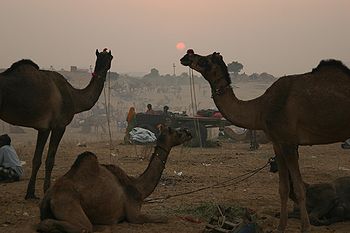 ऊँट मेला, पुष्कर