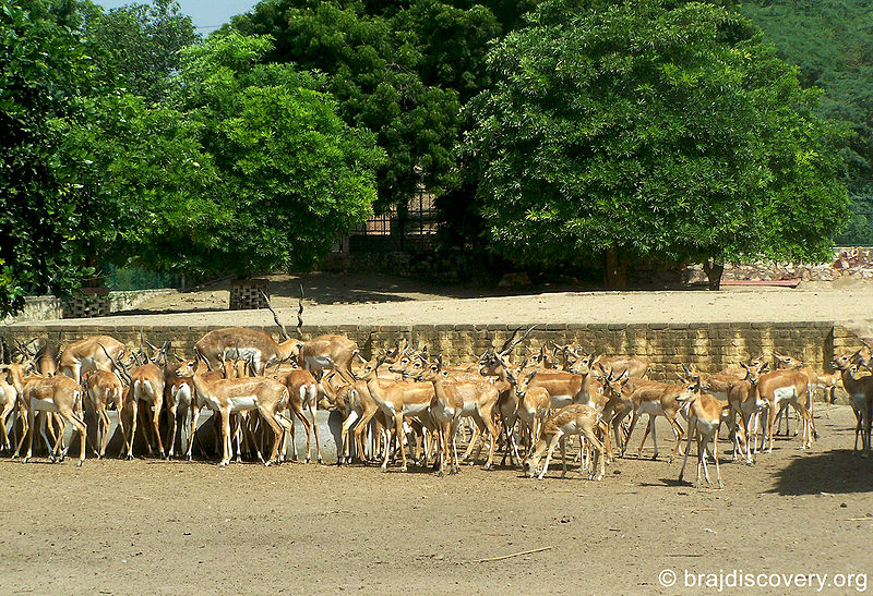 चित्र:Raman-Reti-Ashram-1.jpg