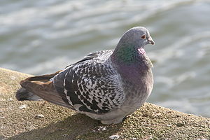 कबूतर