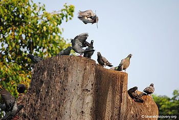 कबूतर