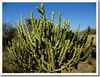 Cactus-Gujarat.jpg