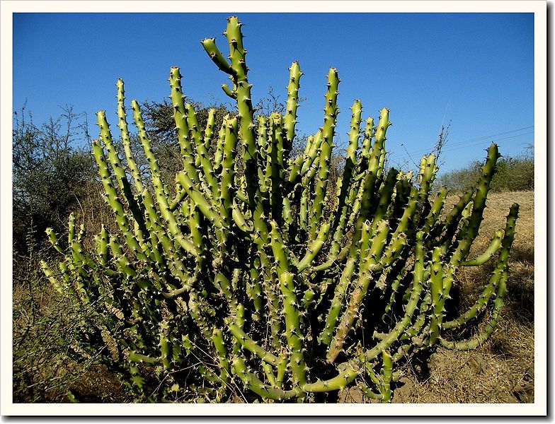 चित्र:Cactus-Gujarat.jpg