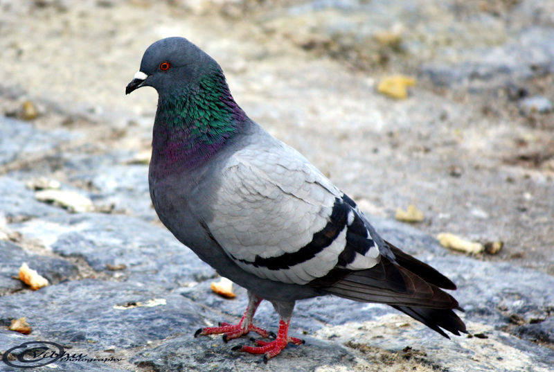 चित्र:Pigeon-20.jpg