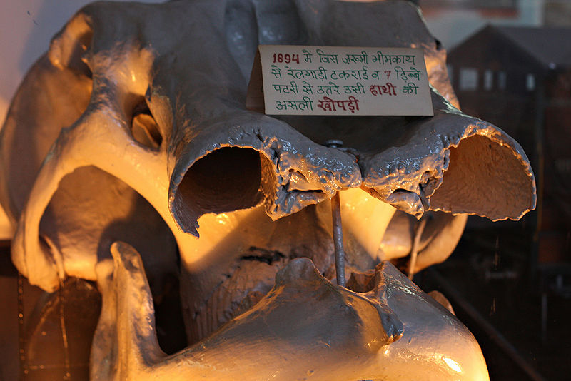 चित्र:Skull-Of-Elephant.jpg