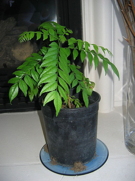 चित्र:Curry-Leaves.jpg