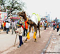 रथ यात्रा, रंग नाथ जी मन्दिर, वृन्दावन Rath Yatra, Rang Nath Ji Temple, Vrindavan