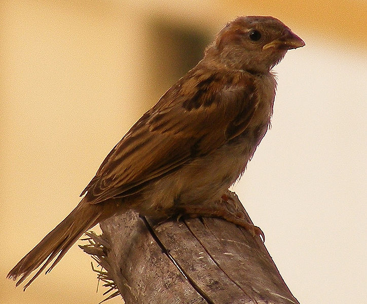 चित्र:House Sparrow-4.jpg
