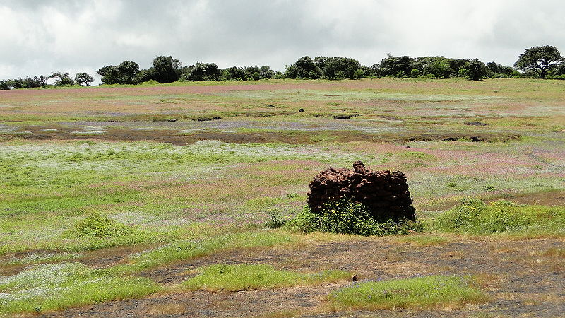 चित्र:Kaas-Plateau.jpg